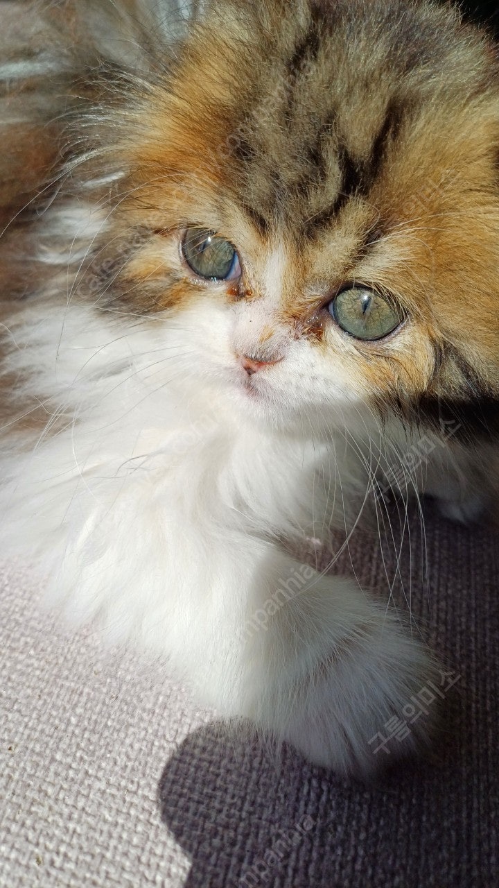 반려동물 개인 분양 | 강아지 고양이 소동물 책임 입양 - 펫찾기 27번째 사진