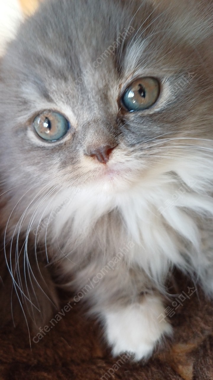 반려동물 개인 분양 | 강아지 고양이 소동물 책임 입양 - 펫찾기 29번째 사진