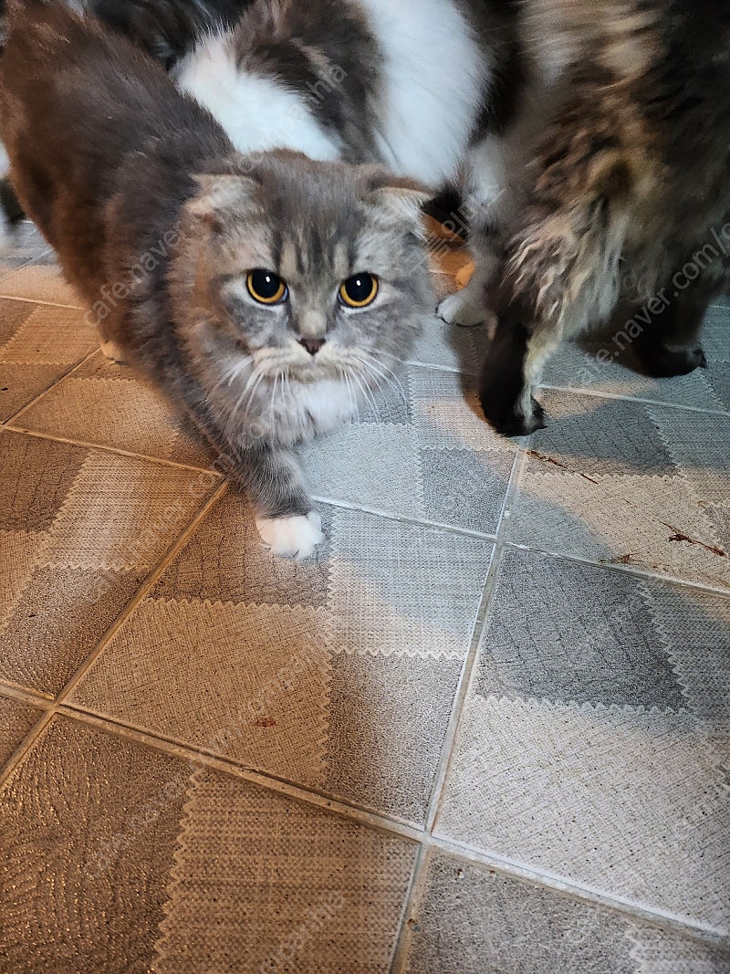 반려동물 개인 분양 | 강아지 고양이 소동물 책임 입양 - 펫찾기 32번째 사진