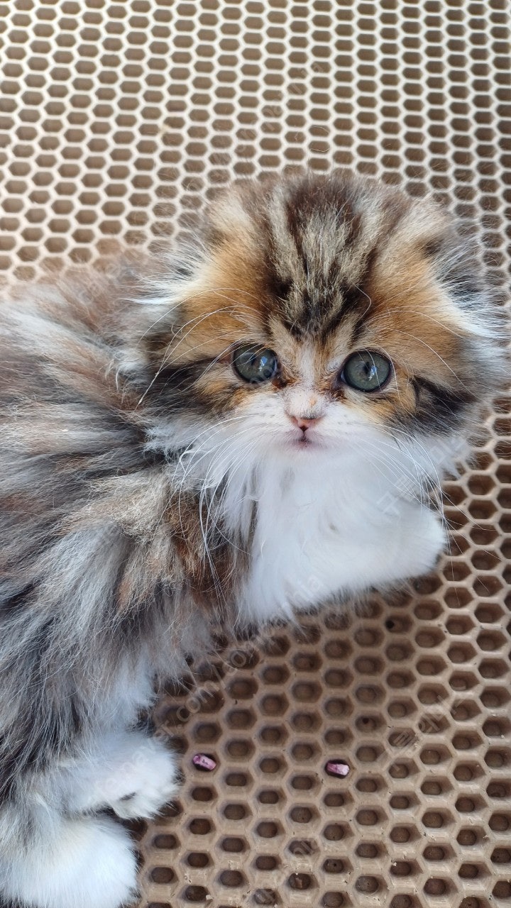 반려동물 개인 분양 | 강아지 고양이 소동물 책임 입양 - 펫찾기 26번째 사진