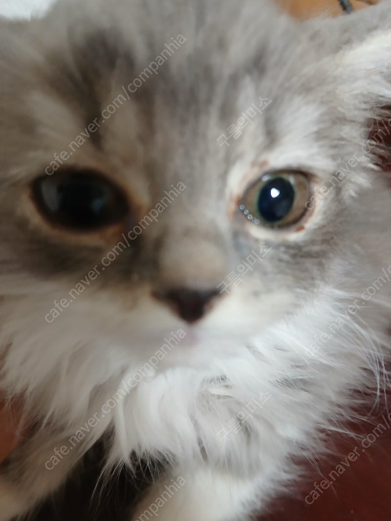 반려동물 개인 분양 | 강아지 고양이 소동물 책임 입양 - 펫찾기 30번째 사진