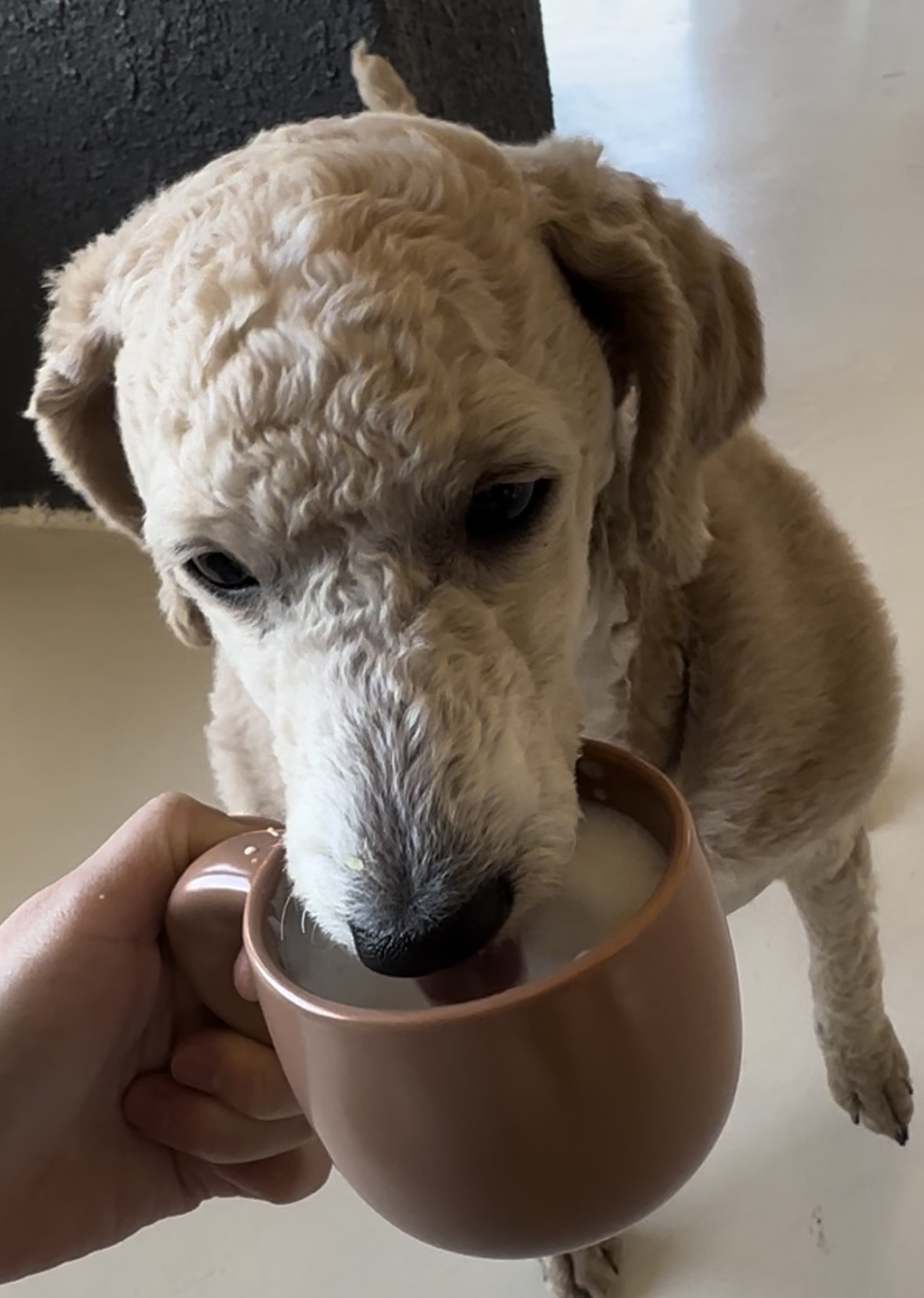 7개월 된 푸들 분양 받으실 분 찾아요 3번째 사진