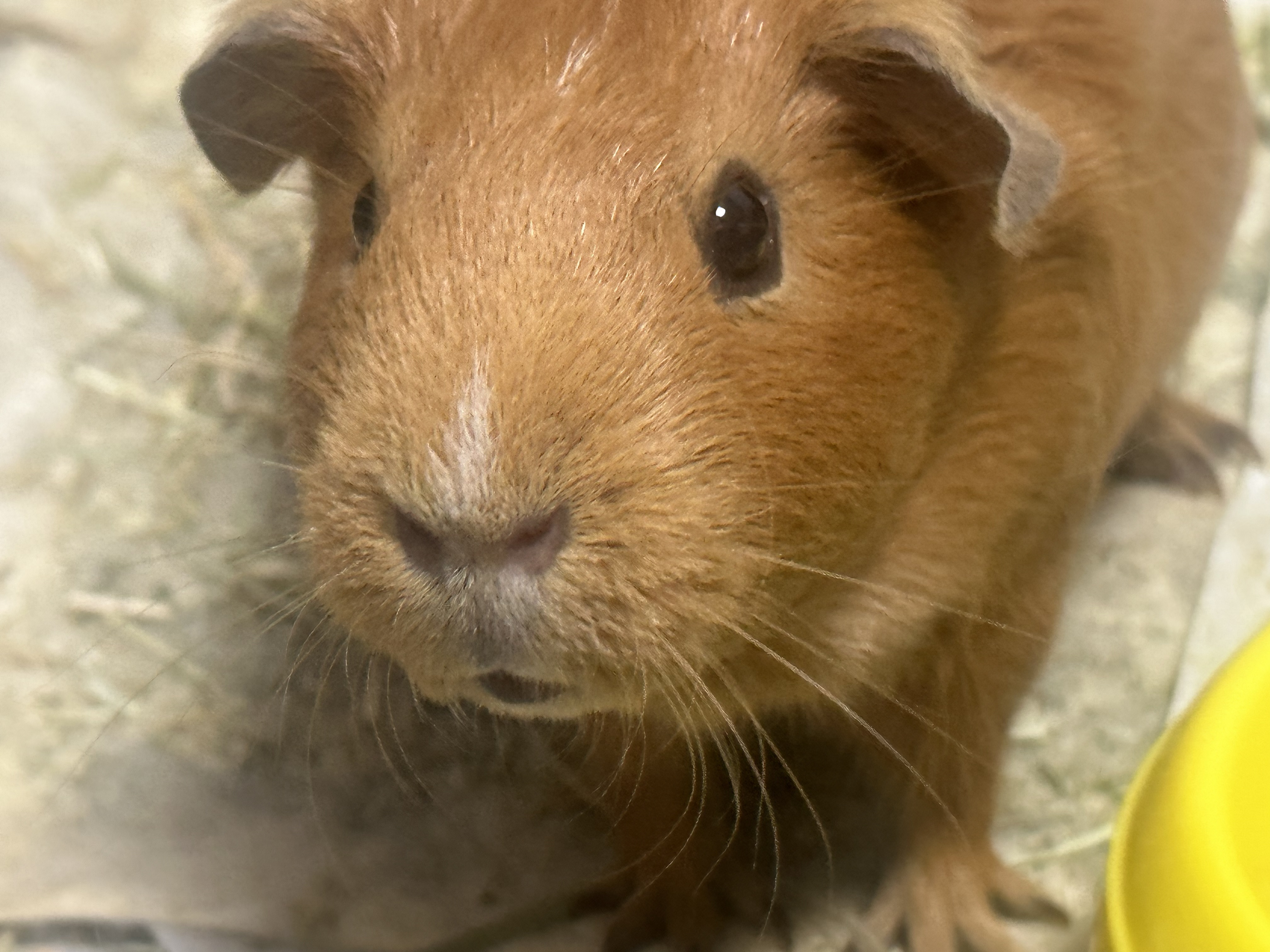 기니 두마리 사랑으로 보듬어주실분 ,, 2번째 사진
