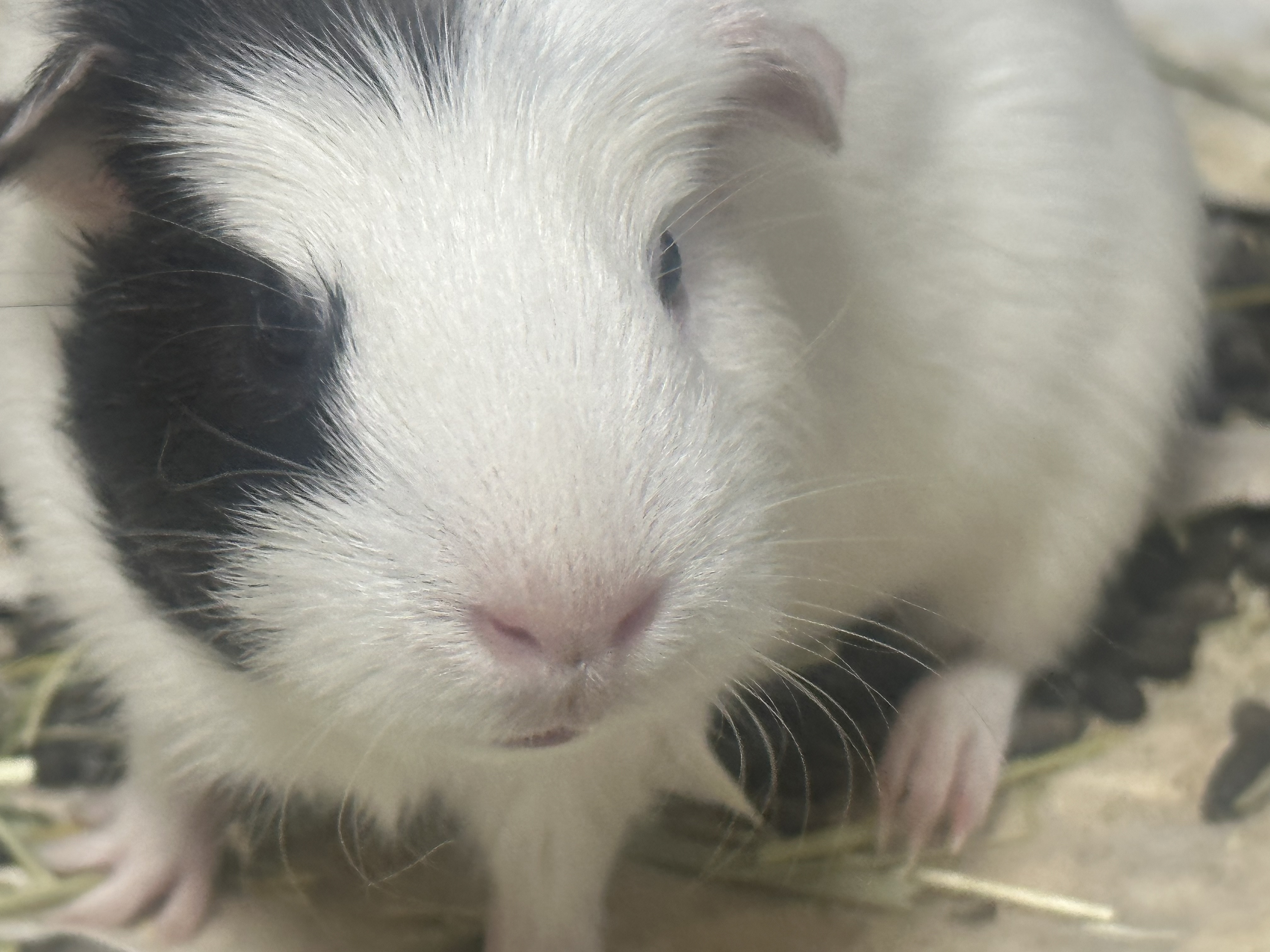 기니 두마리 사랑으로 보듬어주실분 ,, 3번째 사진