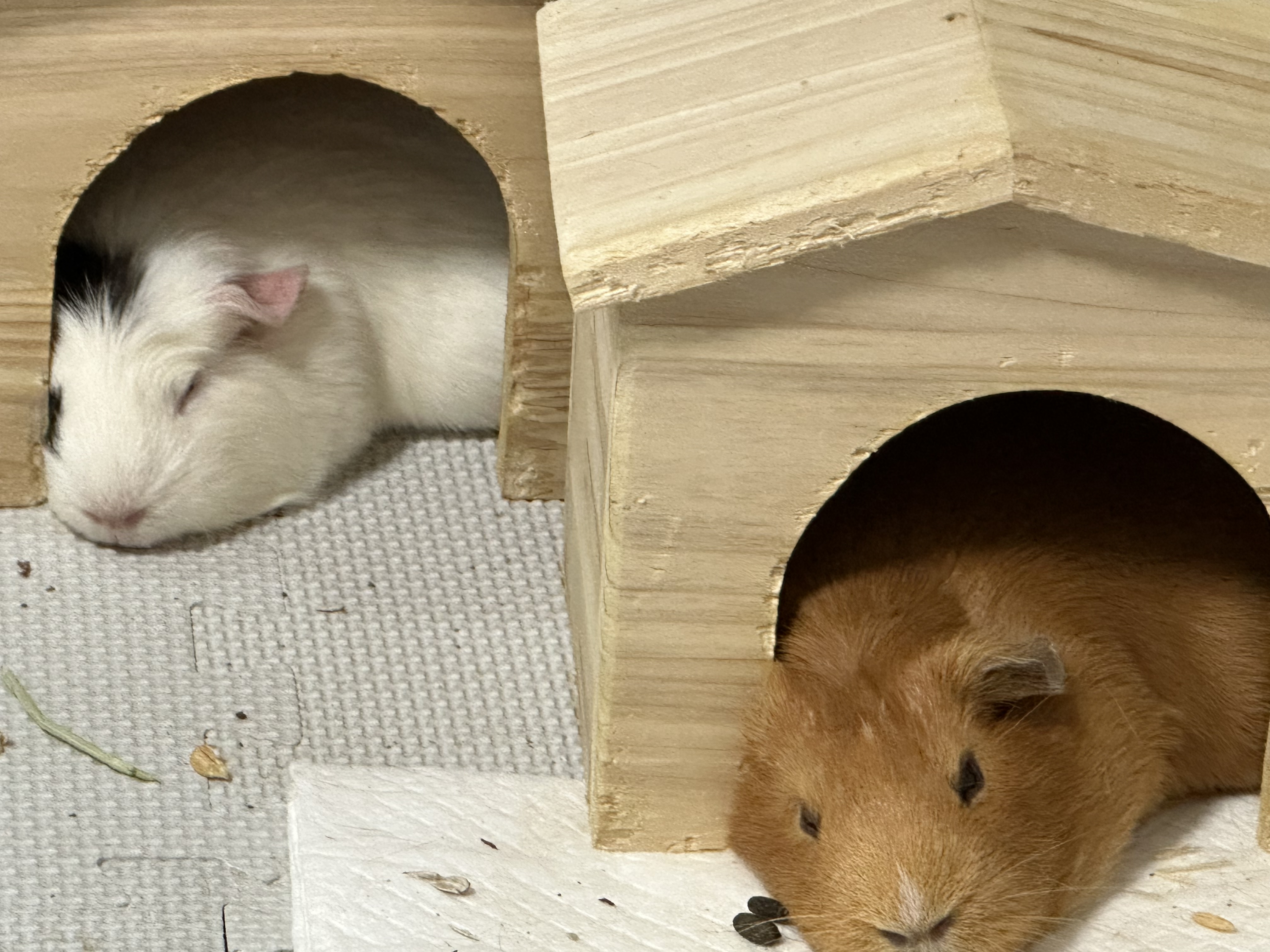 기니 두마리 사랑으로 보듬어주실분 ,,