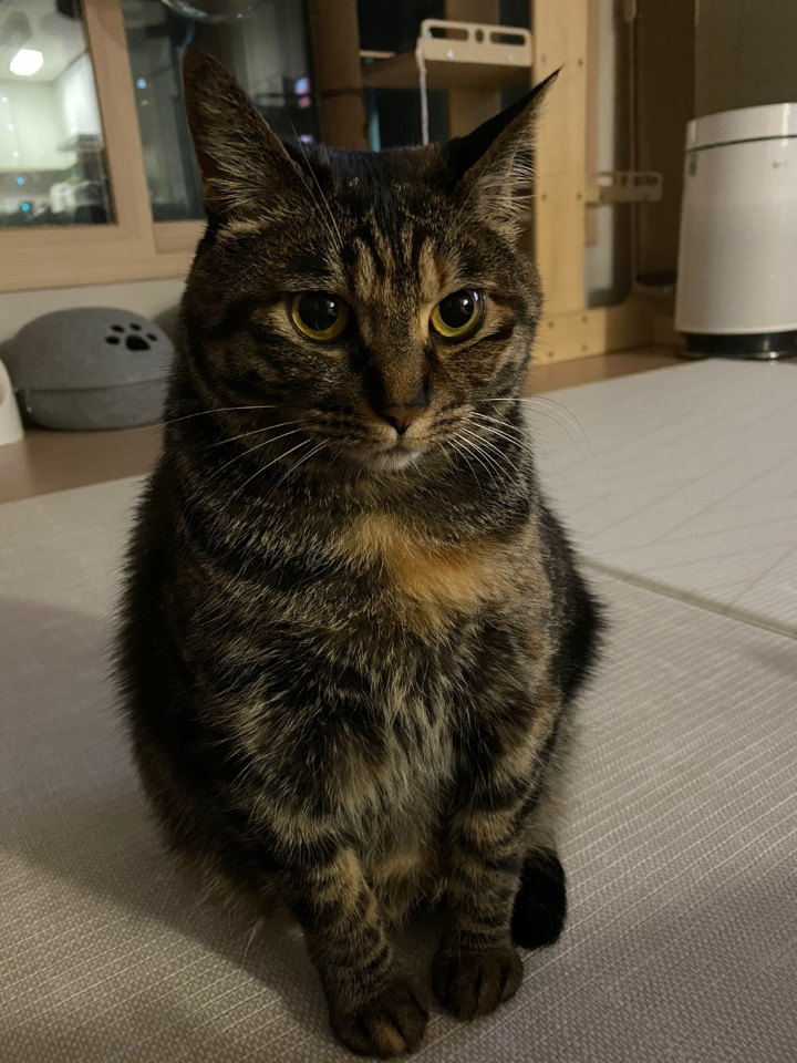 반려동물 개인 분양 | 강아지 고양이 소동물 책임 입양 - 펫찾기 2번째 사진