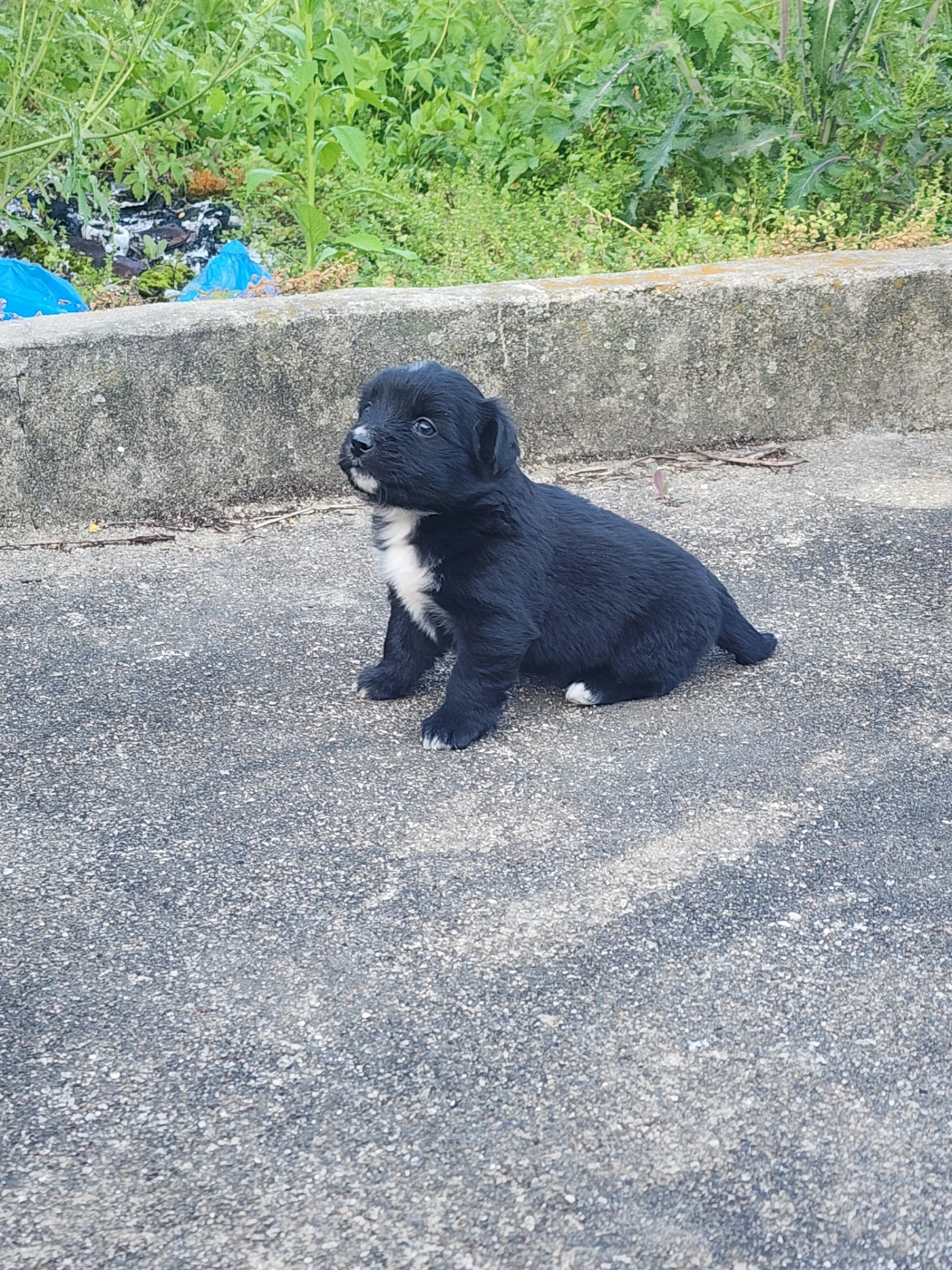 강아지 분양합니당 2번째 사진