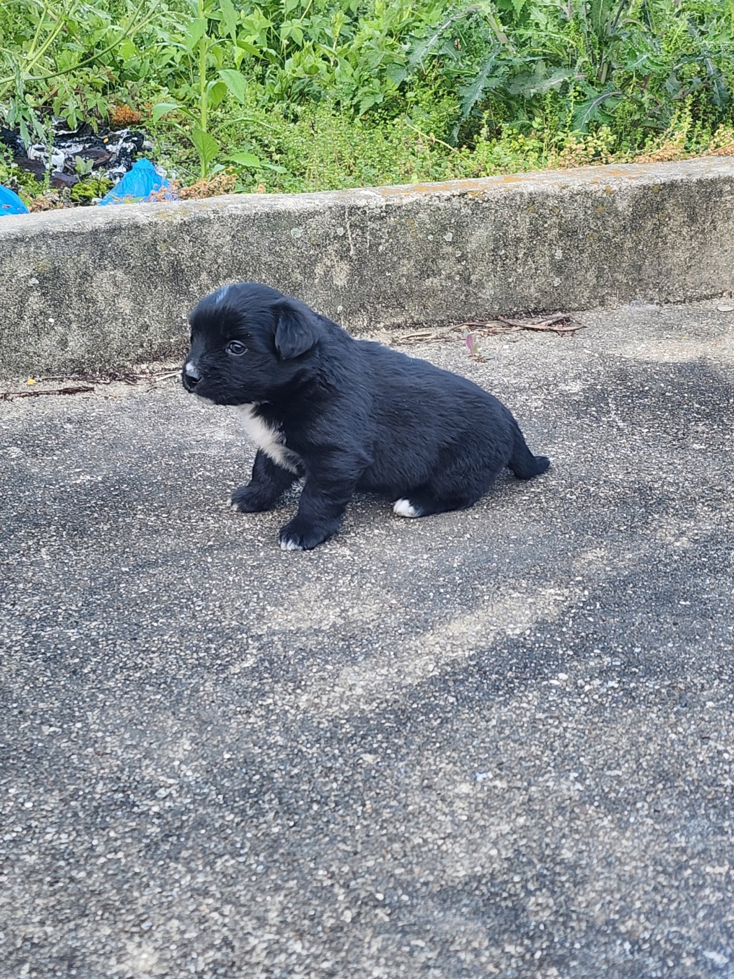 강아지 분양합니당