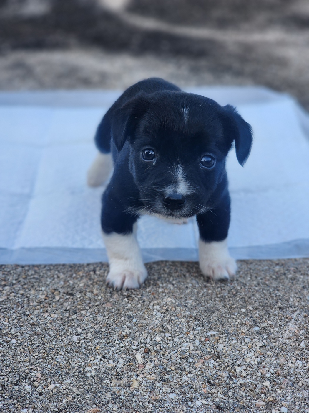 강아지 분양합니당 3번째 사진