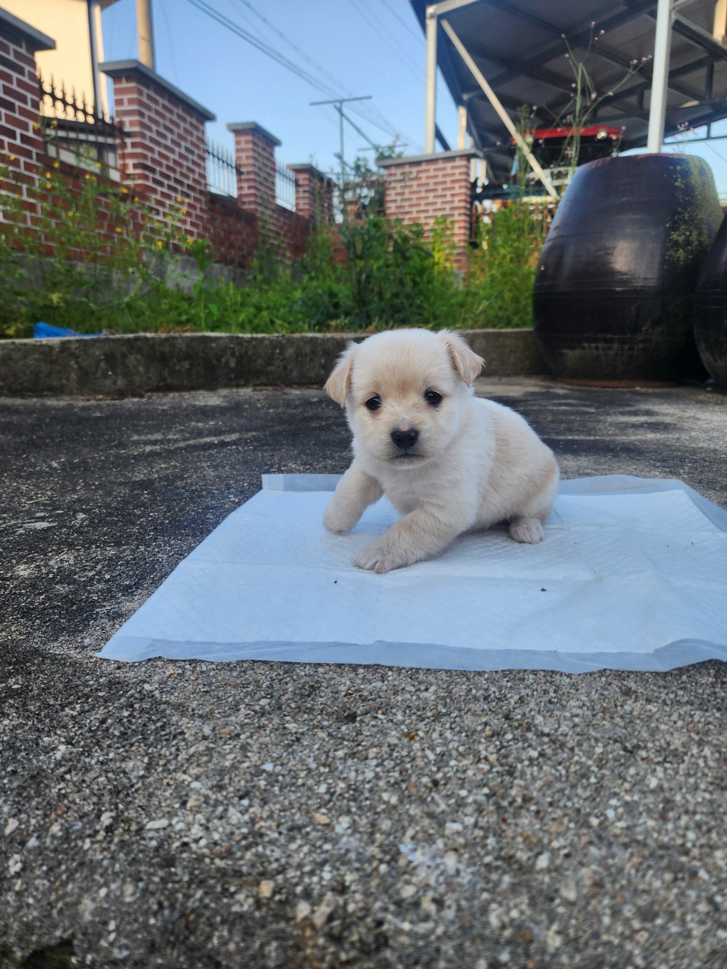 강아지 분양합니당 4번째 사진
