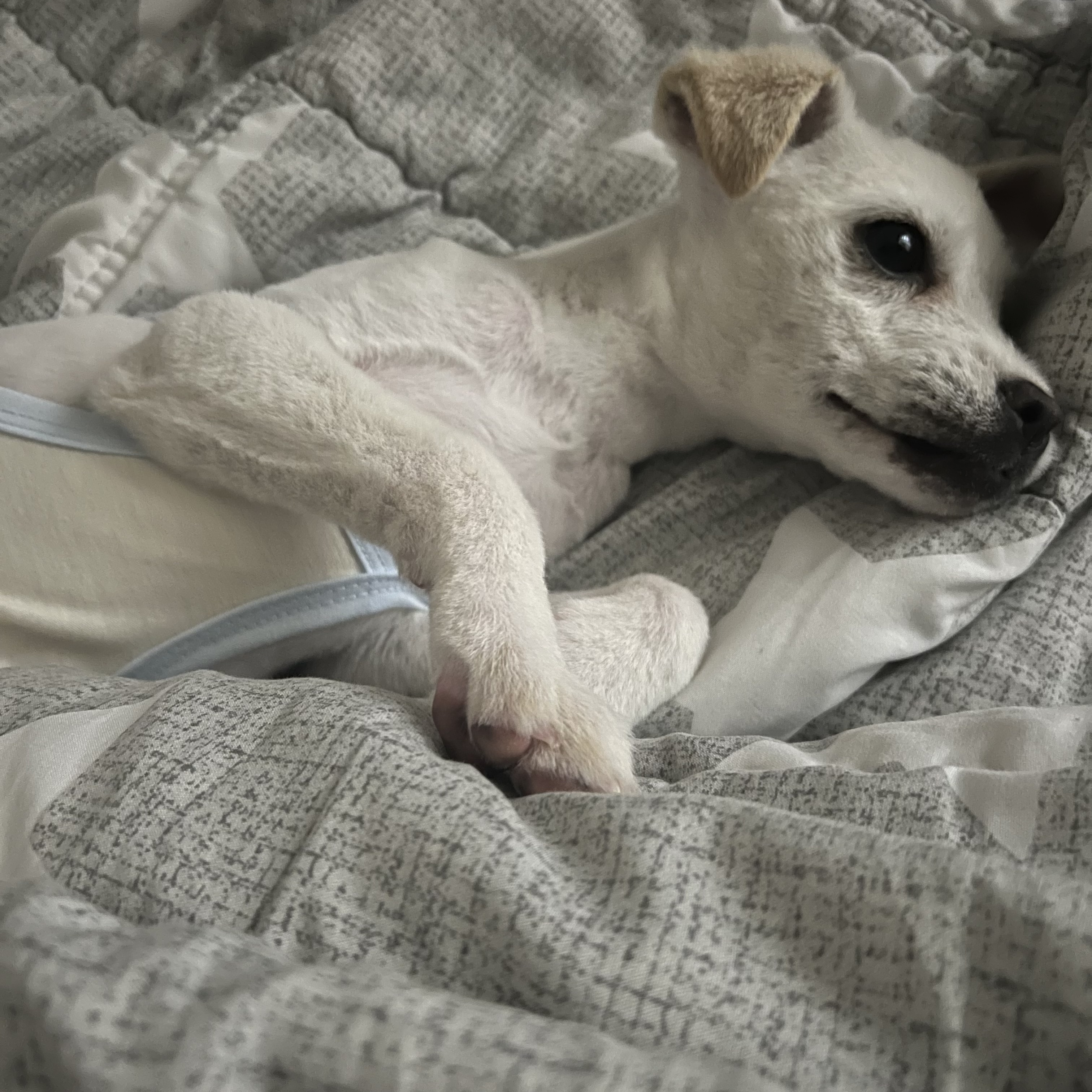 3개월 믹스견 암컷 분양 보냅니다