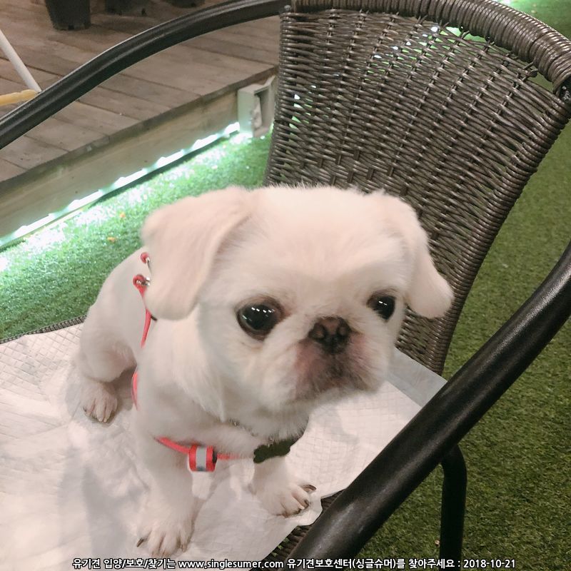 페키니즈 1살 수컷 2번째 사진