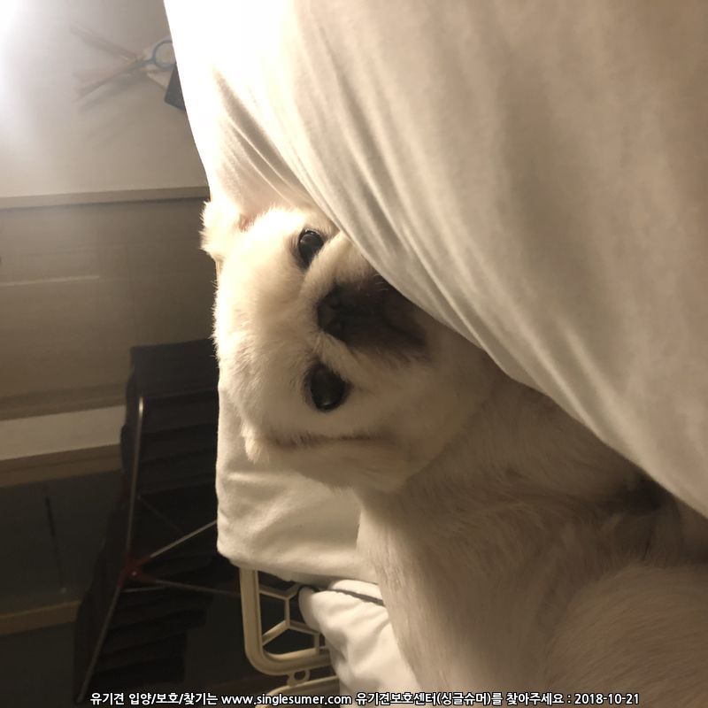 페키니즈 1살 수컷