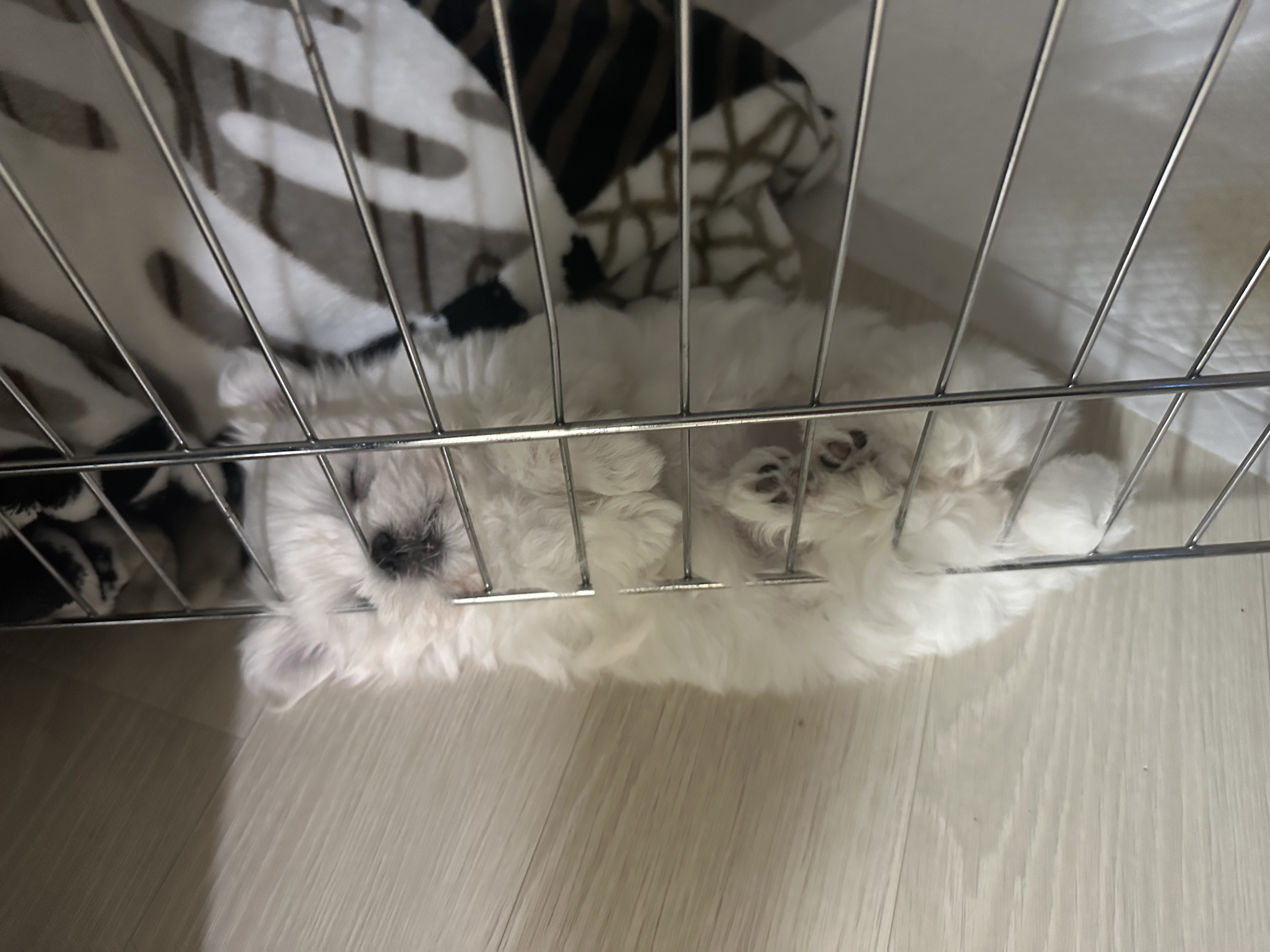 미모 대박 퓨어크림말티푸 5번째 사진