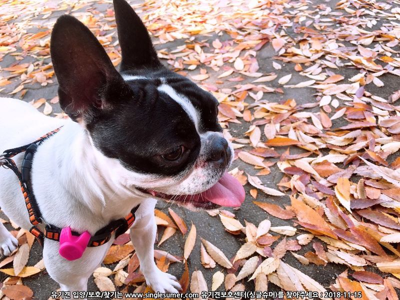 좋은주인찾아요