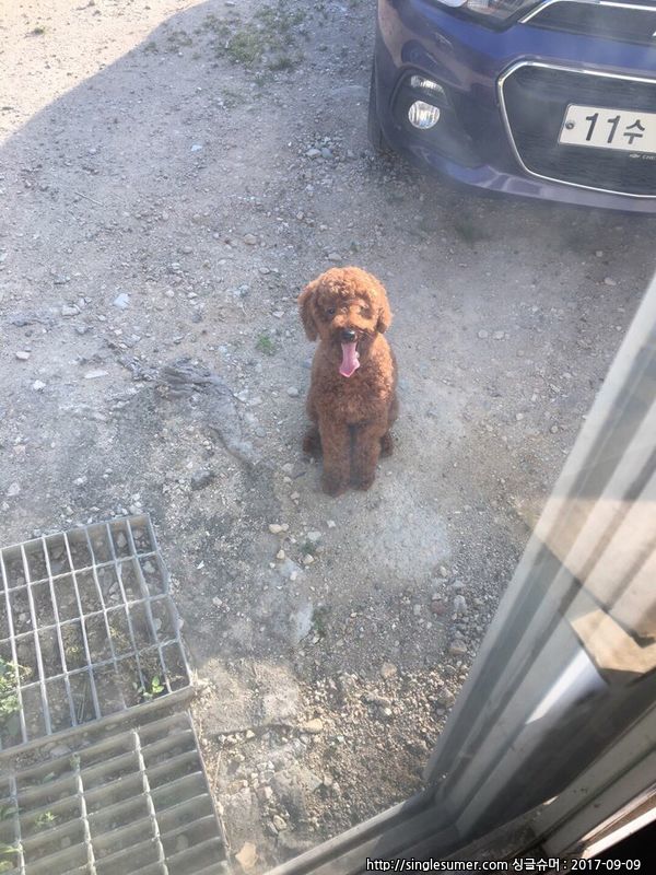 반려동물 개인 분양 | 강아지 고양이 소동물 책임 입양 - 펫찾기 3번째 사진