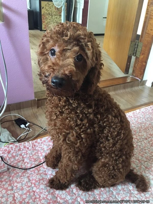 반려동물 개인 분양 | 강아지 고양이 소동물 책임 입양 - 펫찾기