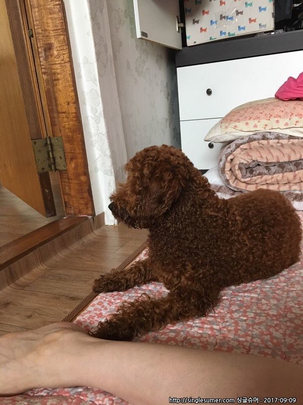 반려동물 개인 분양 | 강아지 고양이 소동물 책임 입양 - 펫찾기 2번째 사진