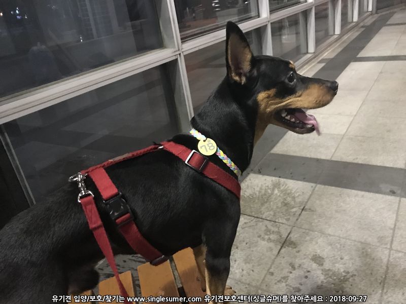 반려동물 개인 분양 | 강아지 고양이 소동물 책임 입양 - 펫찾기 7번째 사진