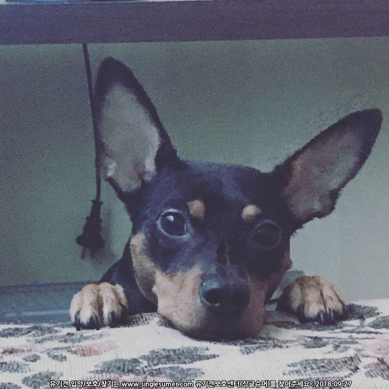 반려동물 개인 분양 | 강아지 고양이 소동물 책임 입양 - 펫찾기