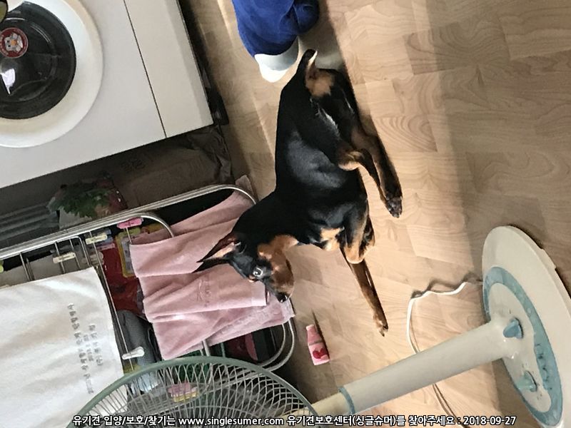 반려동물 개인 분양 | 강아지 고양이 소동물 책임 입양 - 펫찾기 5번째 사진