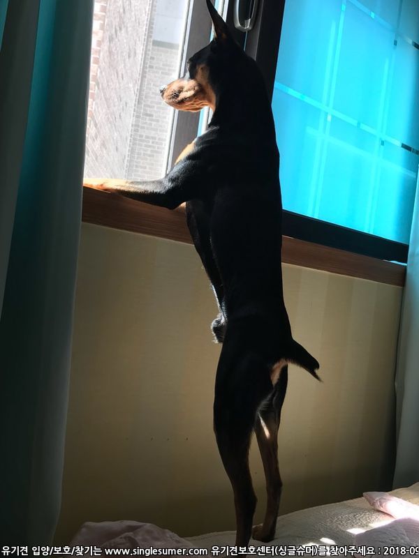 반려동물 개인 분양 | 강아지 고양이 소동물 책임 입양 - 펫찾기 6번째 사진