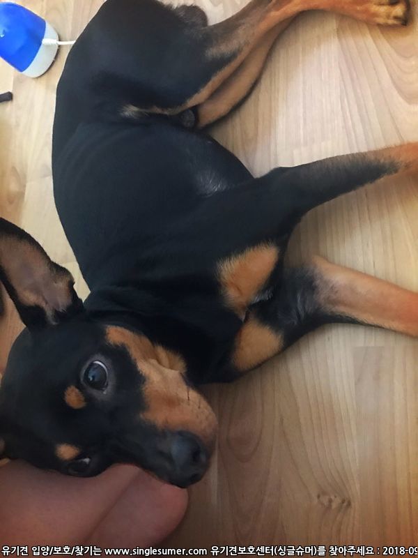 반려동물 개인 분양 | 강아지 고양이 소동물 책임 입양 - 펫찾기 4번째 사진