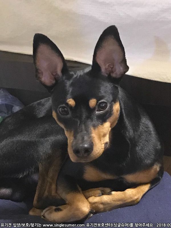 반려동물 개인 분양 | 강아지 고양이 소동물 책임 입양 - 펫찾기 3번째 사진