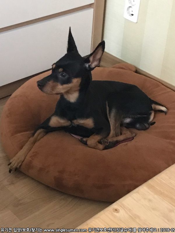 반려동물 개인 분양 | 강아지 고양이 소동물 책임 입양 - 펫찾기 2번째 사진