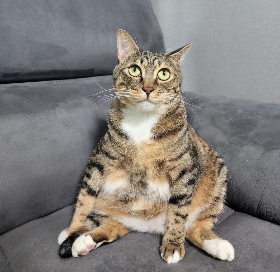 코숏 2마리 무료분양합니다