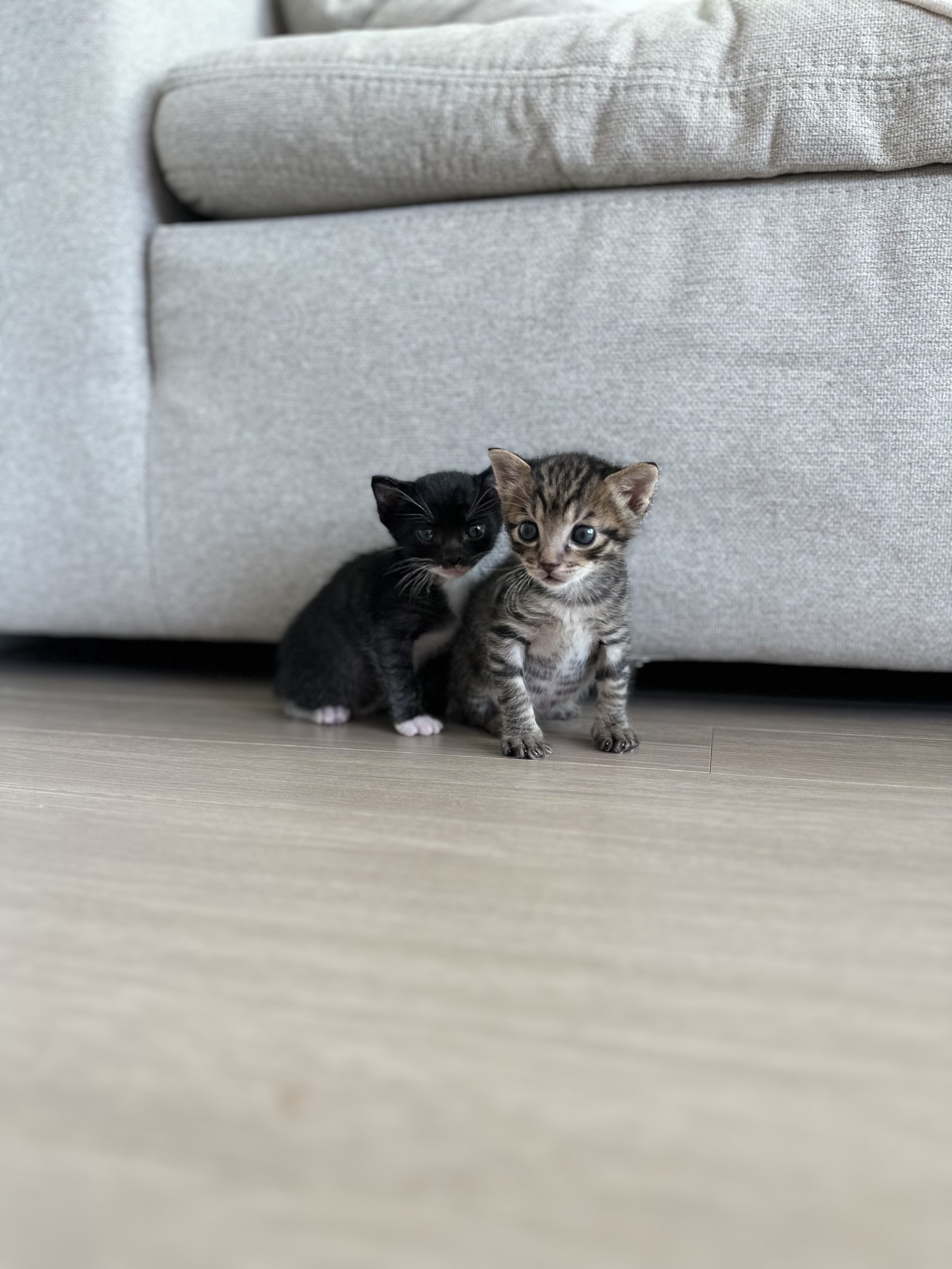 5주된 고양이와 평생을 함께 할 새 가족을 찾습니다. 6번째 사진