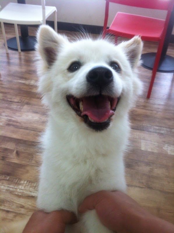 반려동물 개인 분양 | 강아지 고양이 소동물 책임 입양 - 펫찾기