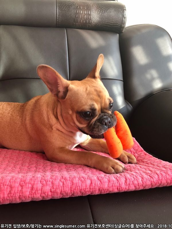 반려동물 개인 분양 | 강아지 고양이 소동물 책임 입양 - 펫찾기 14번째 사진