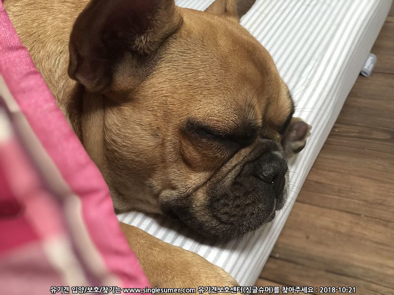 반려동물 개인 분양 | 강아지 고양이 소동물 책임 입양 - 펫찾기 16번째 사진