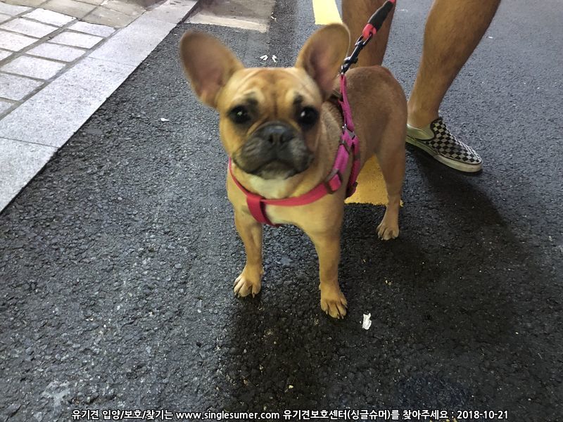 반려동물 개인 분양 | 강아지 고양이 소동물 책임 입양 - 펫찾기 15번째 사진