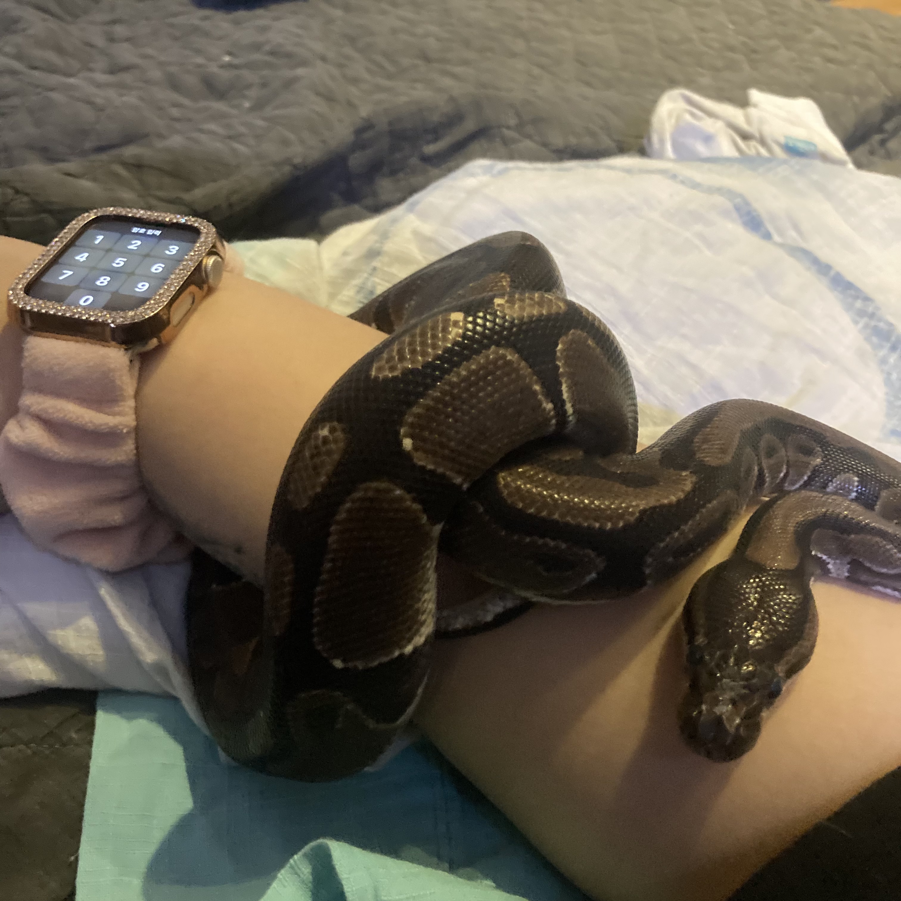 볼파이톤 분양합니다