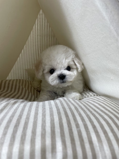 우리 아이들 키워 주실분 연락 꼭 주세요 3번째 사진