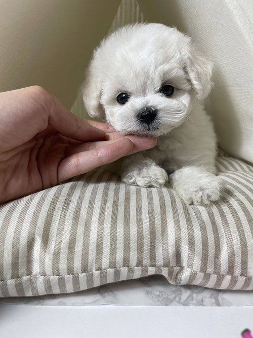 우리 아이들 키워 주실분 연락 꼭 주세요 2번째 사진