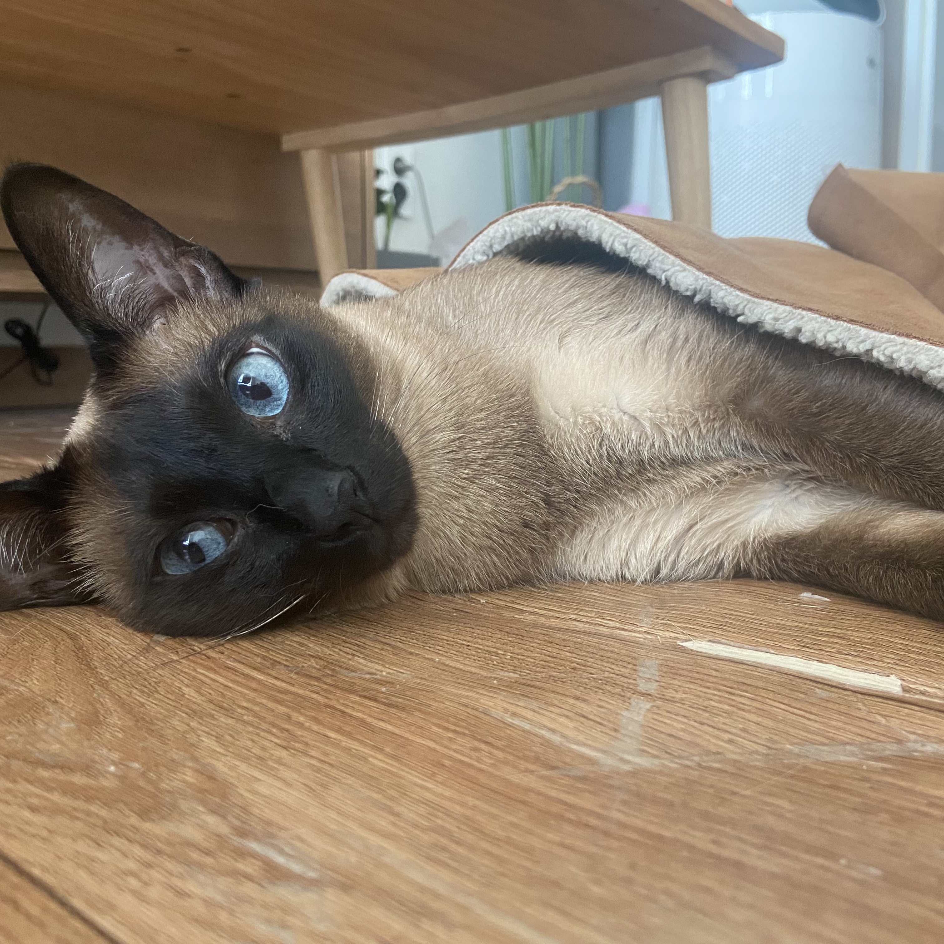 부산 샴 성묘 집사님 구해요 5번째 사진