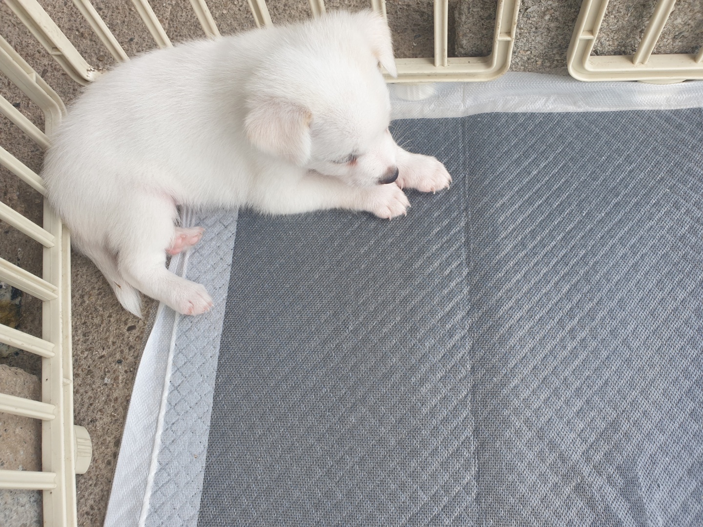 새끼 강아지 분양하실 분 찾습니다! 3번째 사진