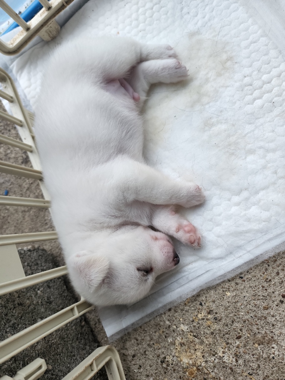 새끼 강아지 분양하실 분 찾습니다!