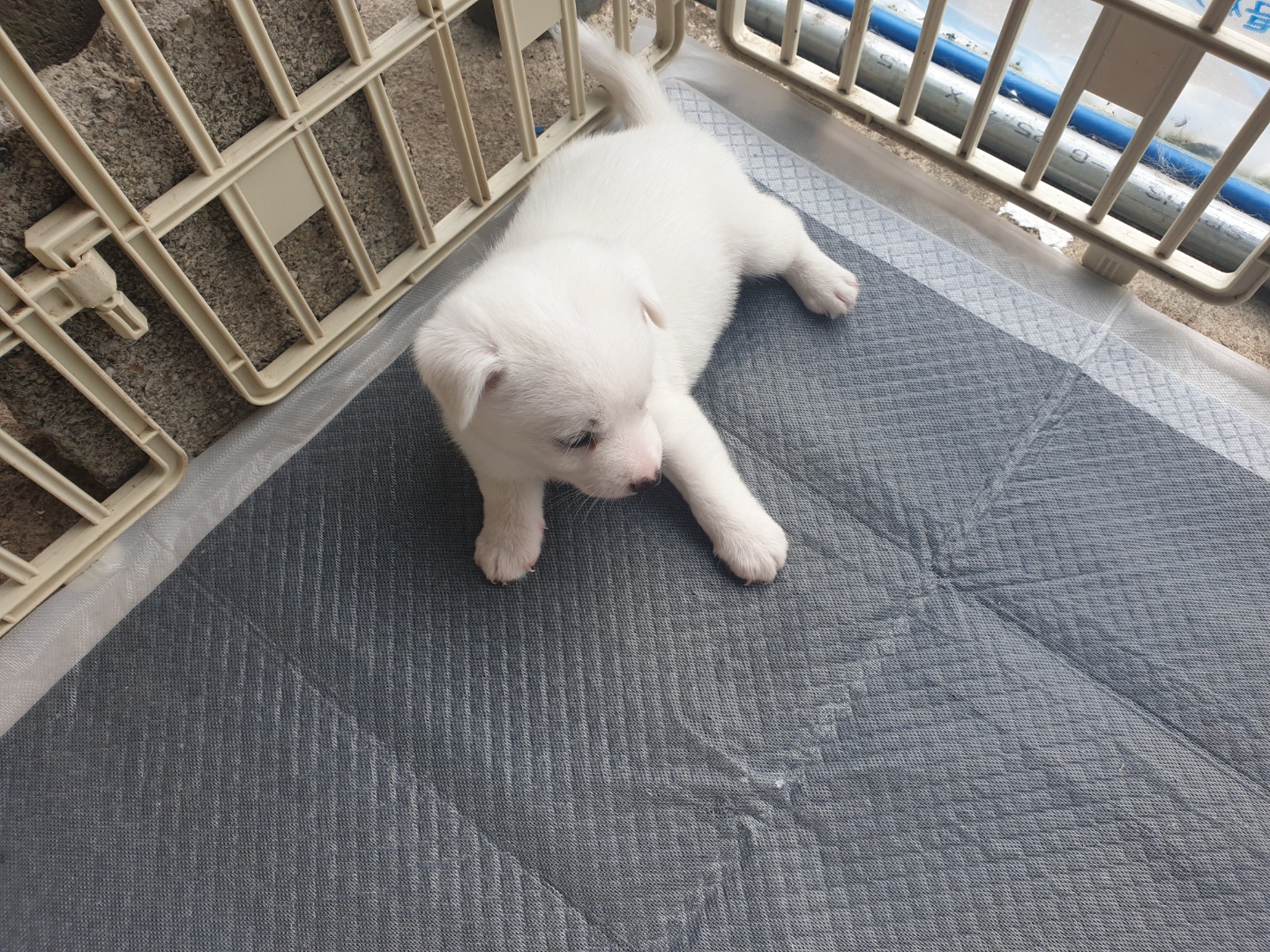 새끼 강아지 분양하실 분 찾습니다! 2번째 사진