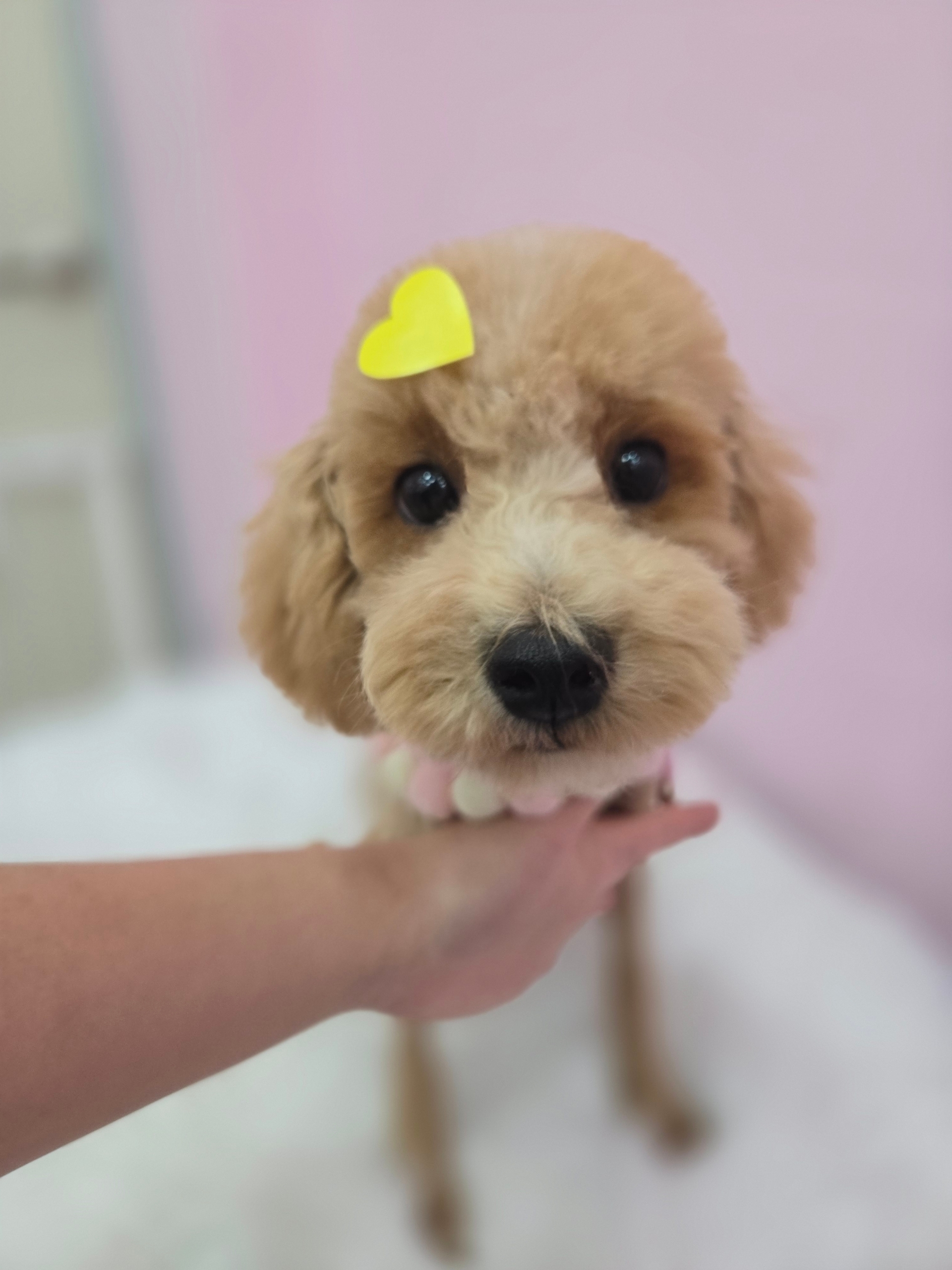 반려동물 개인 분양 | 강아지 고양이 소동물 책임 입양 - 펫찾기 33번째 사진