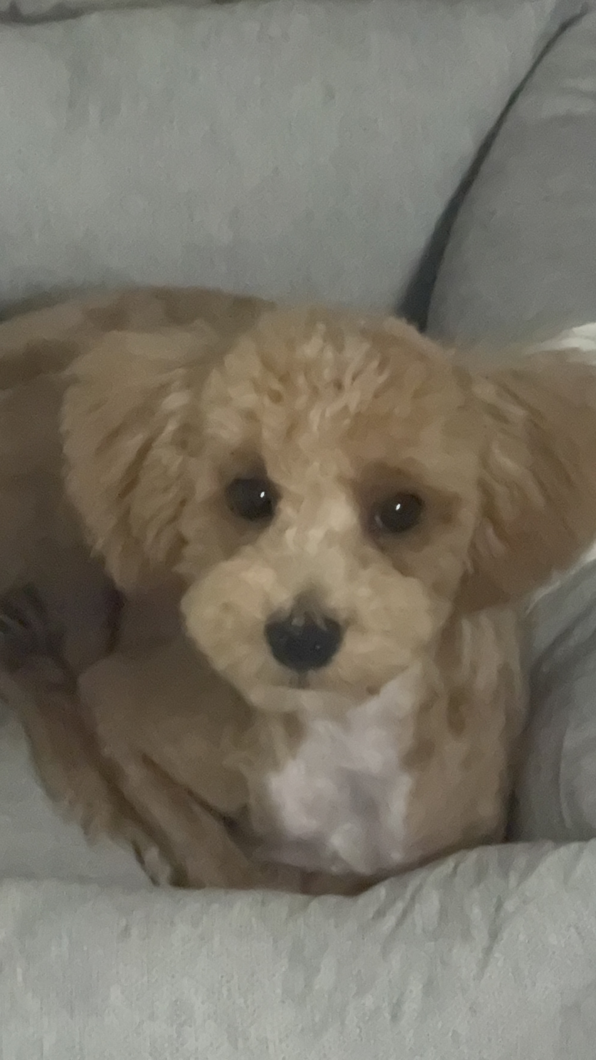 반려동물 개인 분양 | 강아지 고양이 소동물 책임 입양 - 펫찾기 35번째 사진