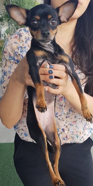 미니핀 보호중입니다