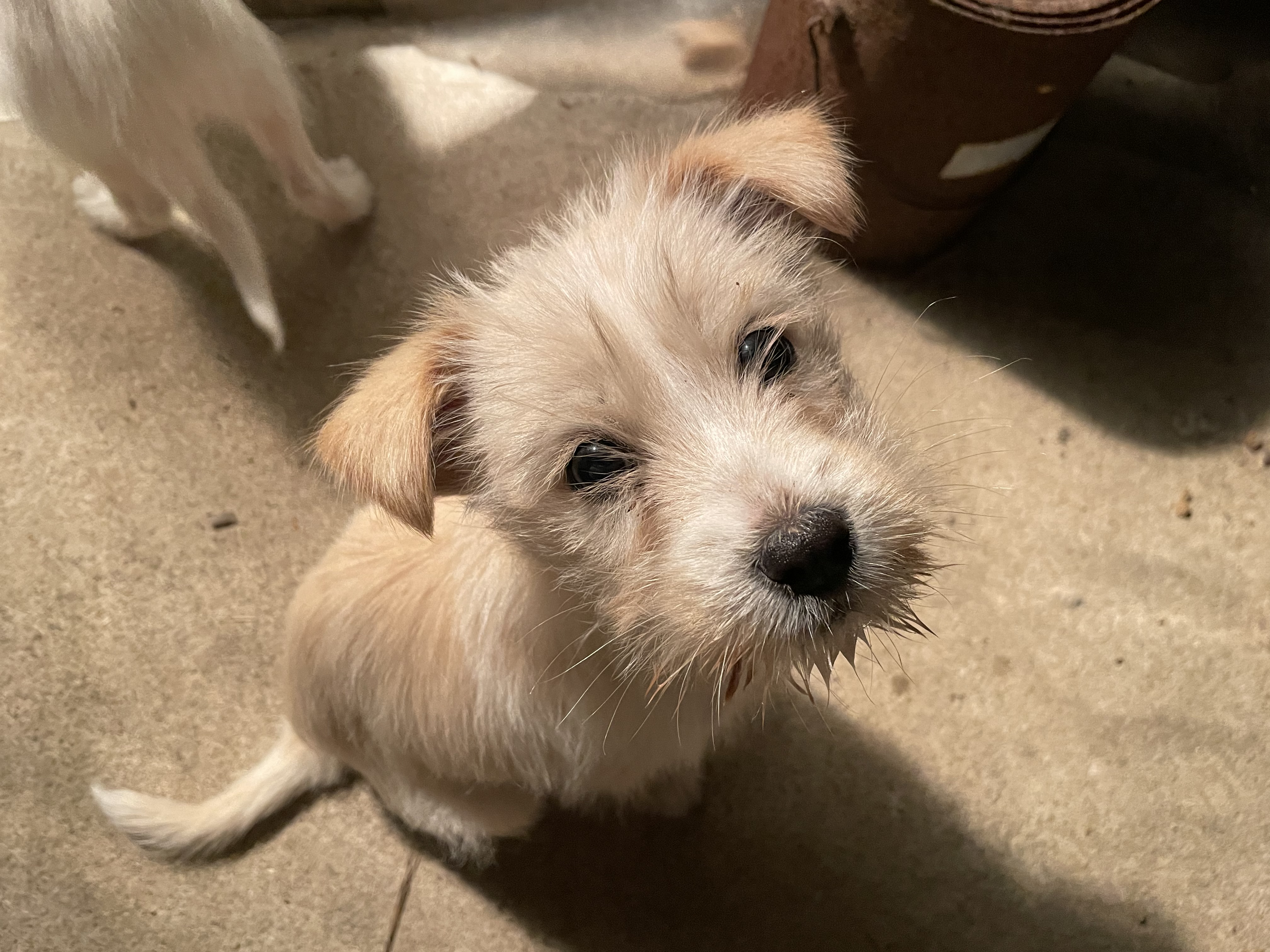 새끼강아지 입양보냅니다 2번째 사진