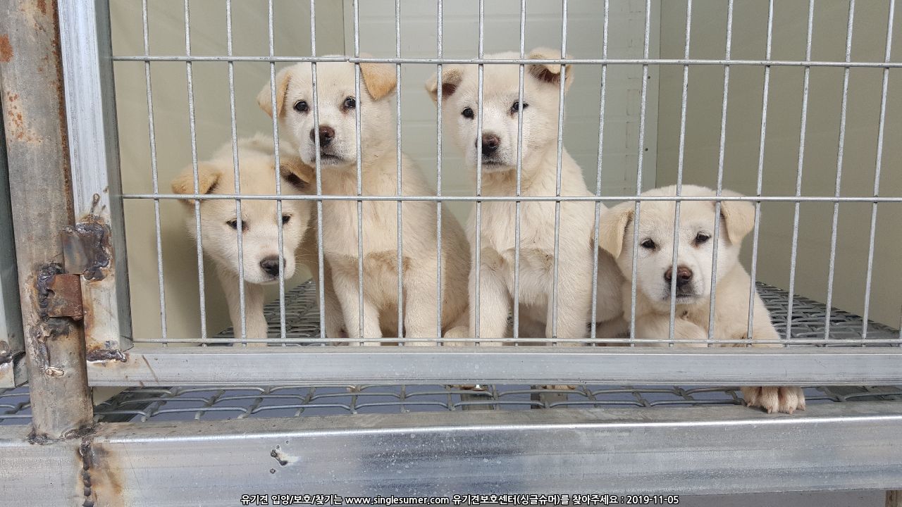진도 믹스견 흰색 암컷 4마리 무료로 드립니다