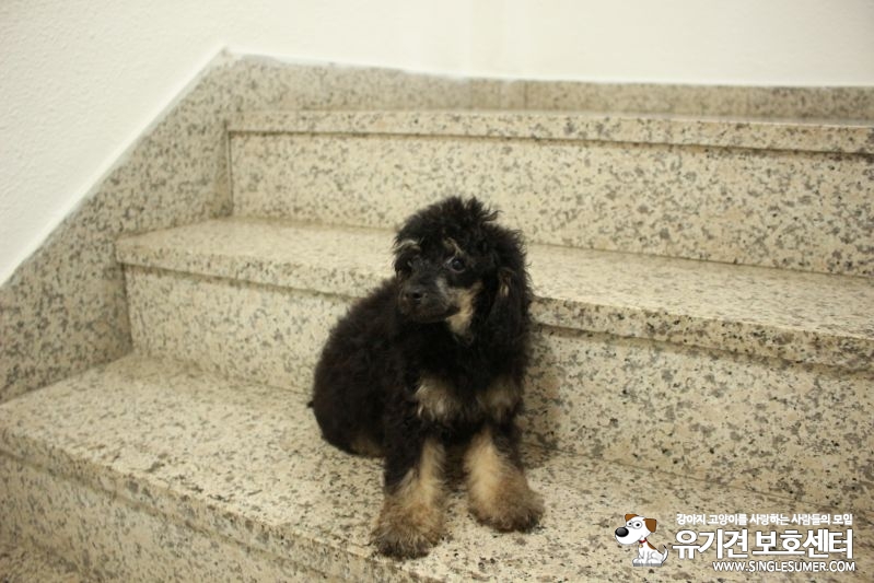 3개월된 블랙탄푸들입니다.