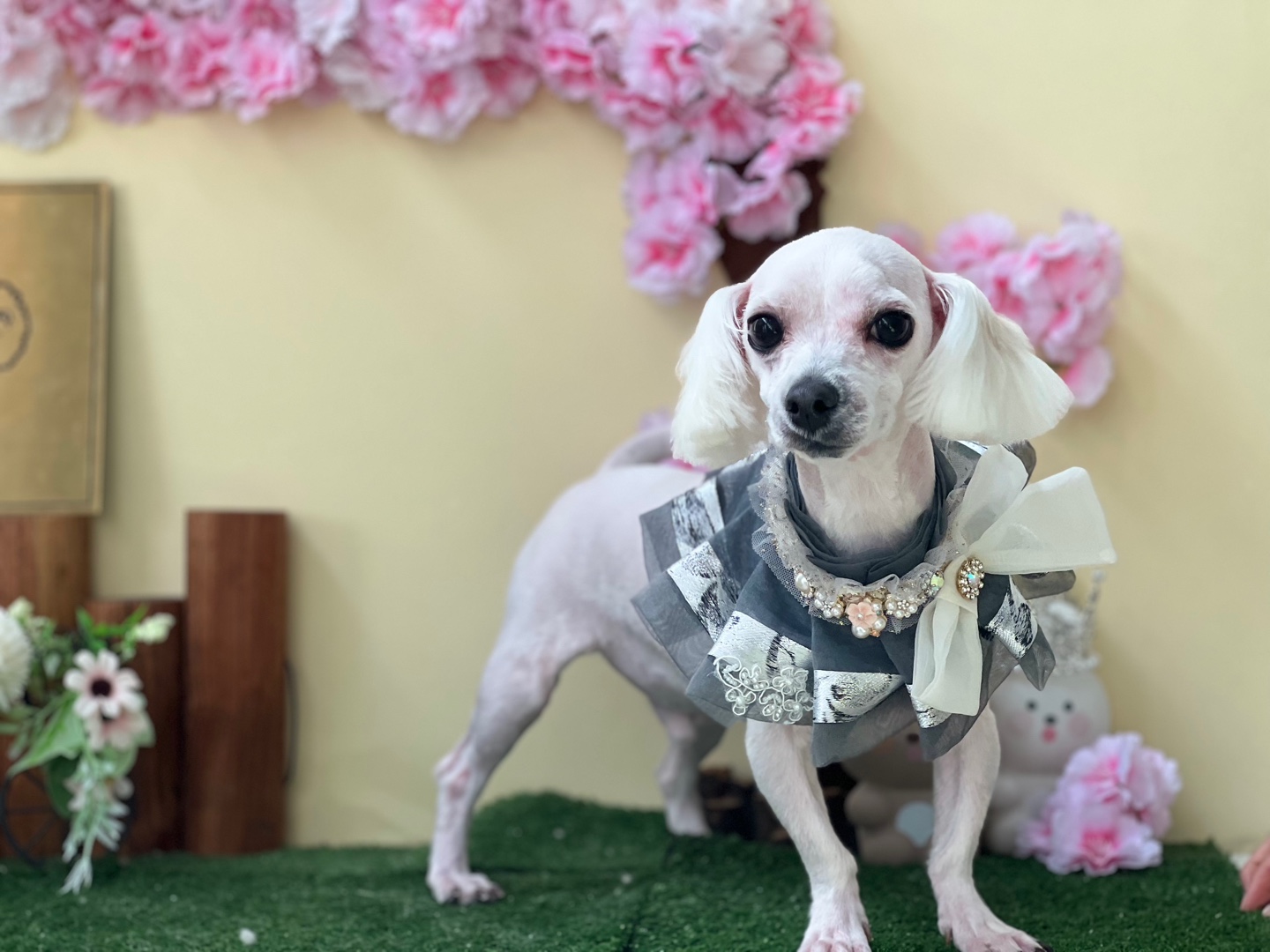 반려동물 개인 분양 | 강아지 고양이 소동물 책임 입양 - 펫찾기 15번째 사진