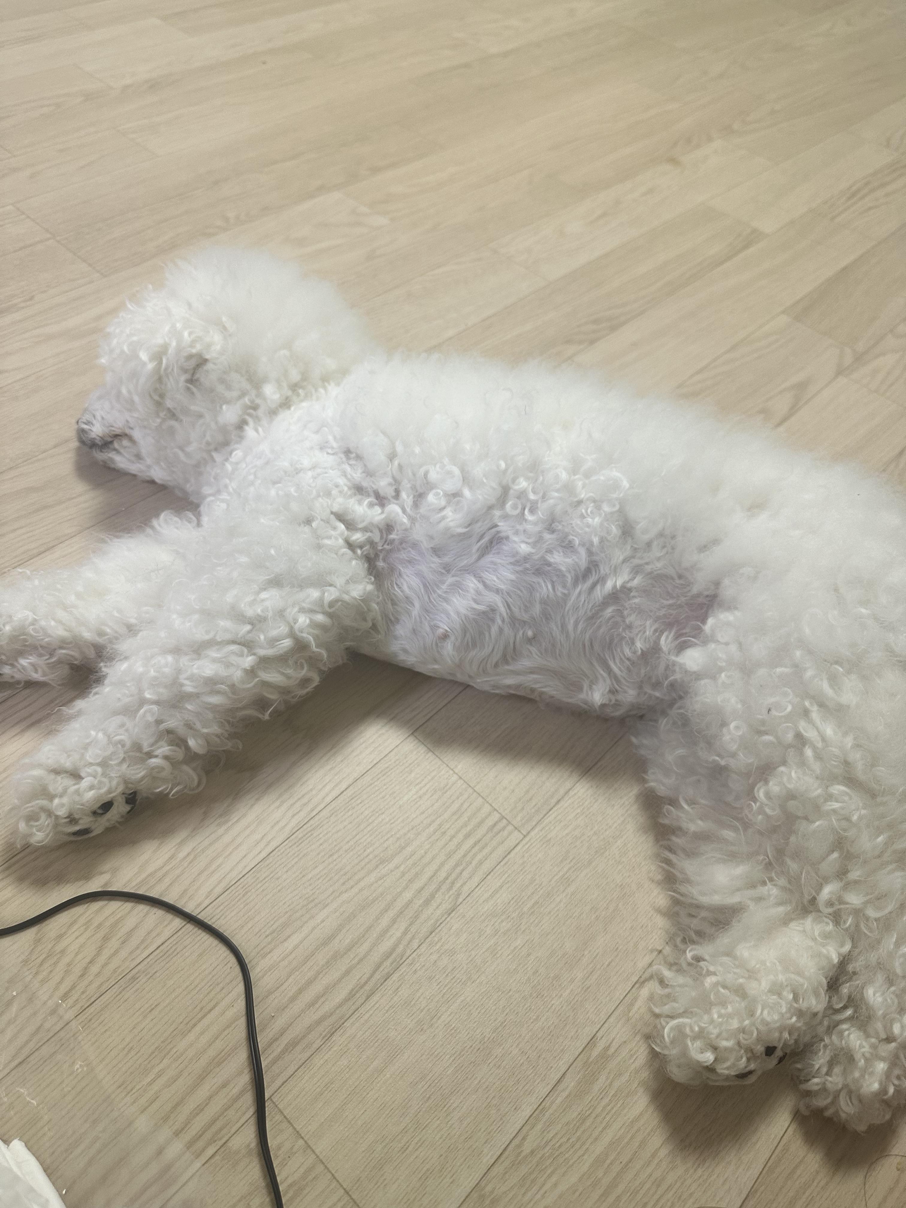 개를 찾습니다 - 강아지 찾아요 - 유기견 보호 센터 - 이미지 3